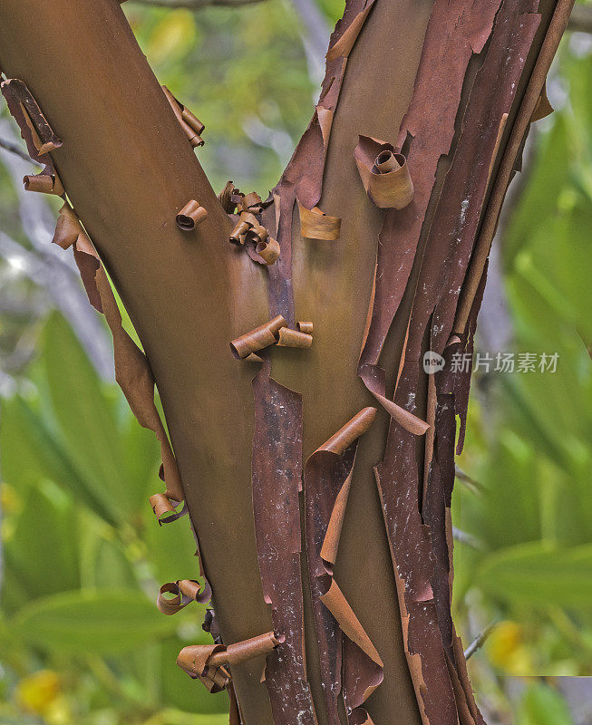 columbia Arctostaphylos是manzanita的一种，俗称毛manzanita。云云顿州立公园，加州门多西诺县。杜鹃花科。